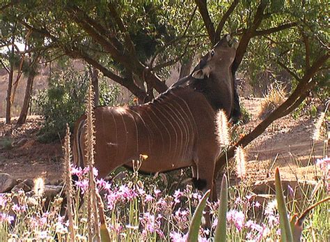 Taurotragus Derbianus Eastern Giant Eland Captive Flickr