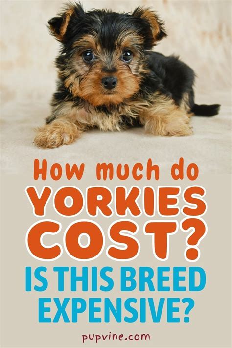 Why Are Yorkshire Terriers So Expensive