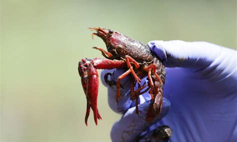 Cangrejo rojo Por qué es peligroso que esté en Bogotá