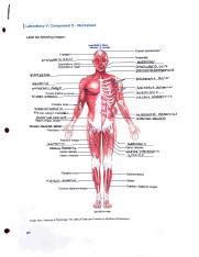 Appendicular Muscles Worksheet Pdf I I Laboratory V Component D