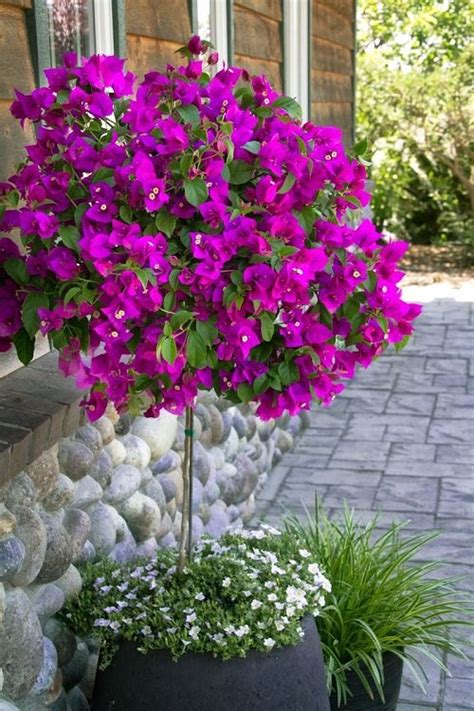 Bougainvillea In Pots