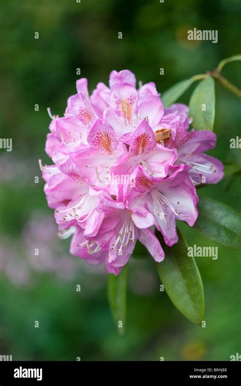 Pink rhododendron flower Stock Photo - Alamy