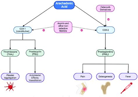 A Summary Of The Cyclooxygenase Cox Pathways And Their Effects Download Scientific Diagram