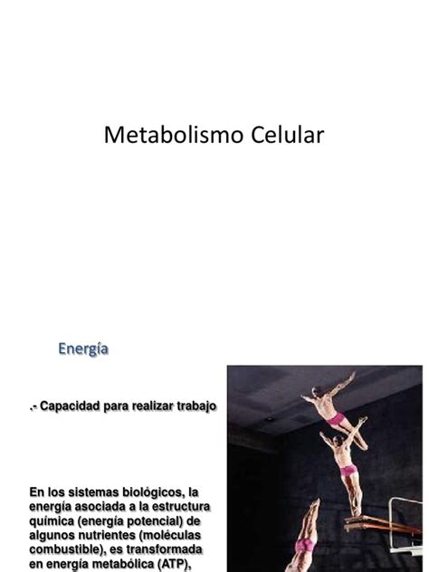 Metabolismo Celular Pdf Trifosfato De Adenosina Respiración Celular