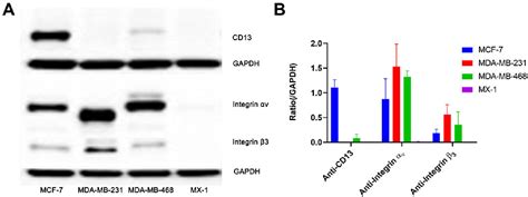 Figure From Evaluation Of An Integrin V And Aminopeptidase N Dual