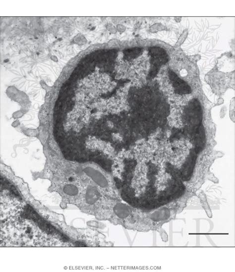 Electron Micrograph Of A Lymphocyte