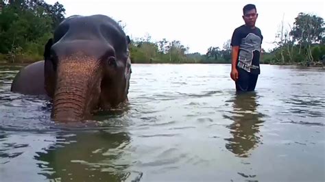 CRU Sampoiniet Aceh Jaya YouTube