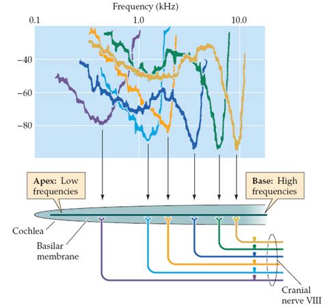 The Frequency Tuning Curves Of Auditory Nerve Fibers Superimposed And