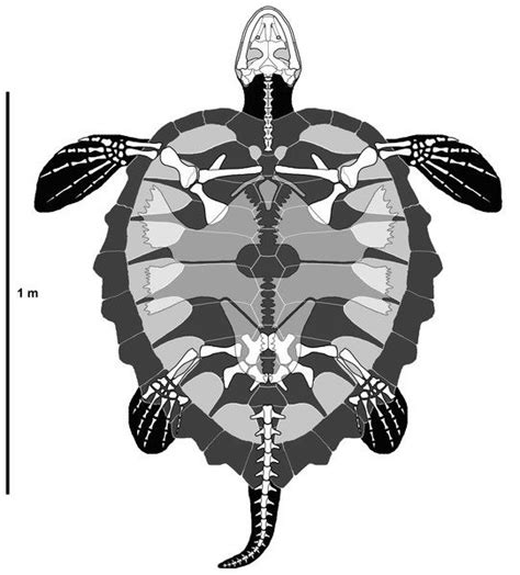 Leatherback Sea Turtle Skeleton