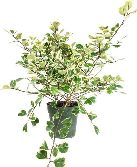 Variegated Ficus Triangularis 4 Terracotta Pot Live Easy To Care Indoor Air