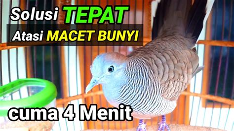 Perkutut Lokal Gacor Solusi Tepat Mengatasi Perkutut Lokal Macet Bunyi