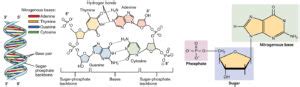 The Nucleus and DNA Replication | Anatomy and Physiology I