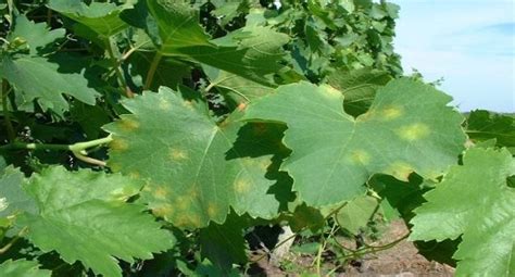 Grapevine Downy mildew - Plasmopara viticola, Nexles