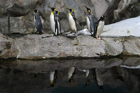 Jurong Bird Park penguins now in Mandai, ahead of Bird Paradise’s May 8 ...