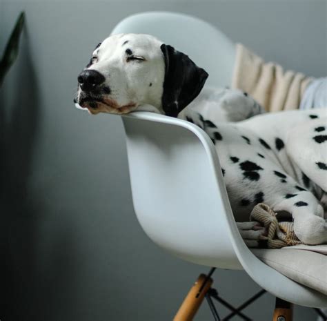 Birth of Dalmatians: Are Puppies Born with Their Spots?