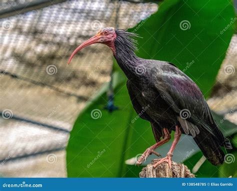 Sacred Ibis stock image. Image of beak, feather, park - 138548785