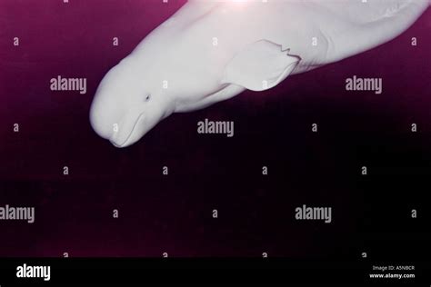 Diving Beluga. A large white beluga whale dives into the black depths. The light shows purple ...