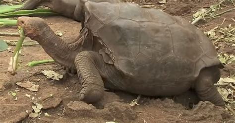 Diego The Tortoise Is Saving His Species By Having A Lot Of Sex