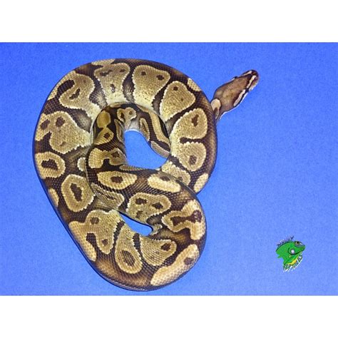 Vanilla Het Red Axanthic Ball Python Hatchling Male Strictly