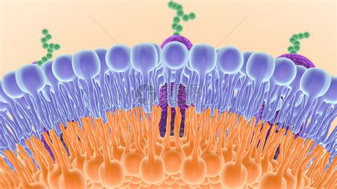 细胞膜结构图片素材 正版创意图片401101479 摄图网