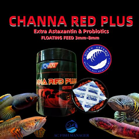 Qiuyu Channa Red Plus Channa Snakehead Carnivorous Fish High