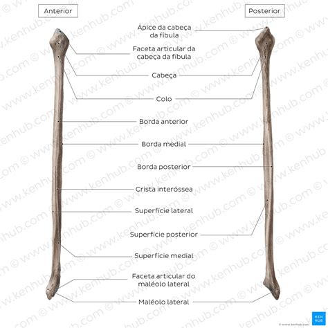 Anatomia da perna e do joelho: Ossos e músculos | Kenhub