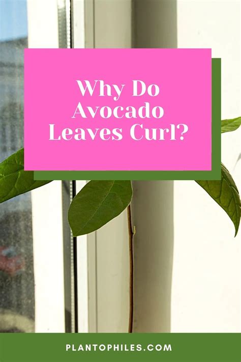 Why Do Avocado Leaves Curl - 7 Crucial Reasons