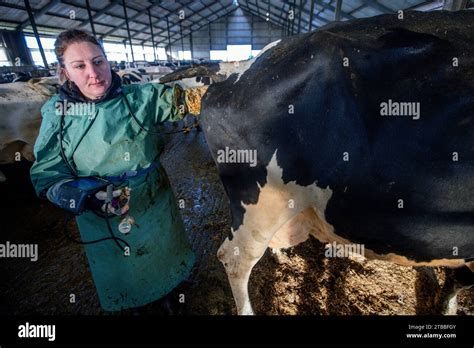 Veterinary Examination Cow Hi Res Stock Photography And Images Alamy