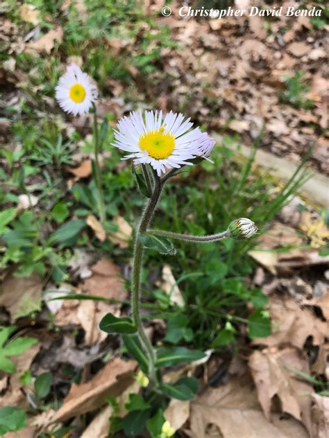 Erigeron pulchellus | Illinois Botanizer