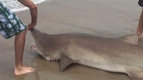 Outer Banks Of North Carolina On Alert After 2nd Shark Attack