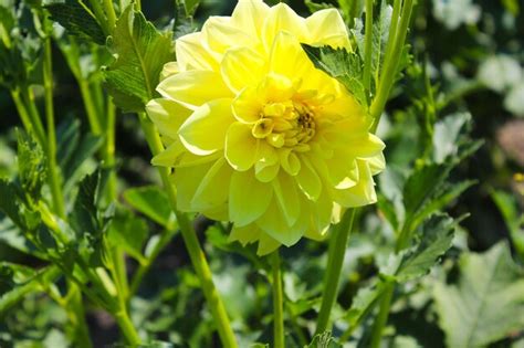 Premium Photo Dahlia In The Garden