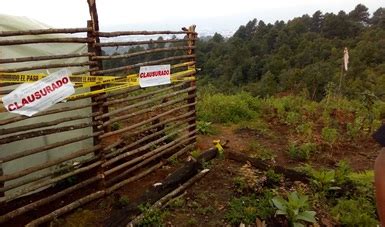 Clausura Profepa Predio Por Remoci N De Vegetaci N Forestal Para