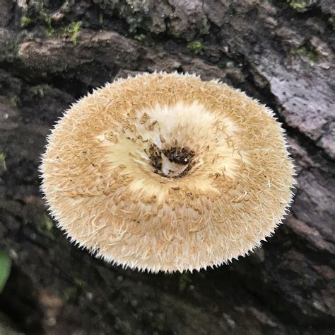 Fringed Sawgill How To Identify It Picture Mushroom