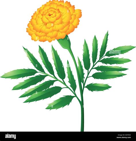 Marigold Flower With Green Leaves Illustration Stock Vector Image And Art