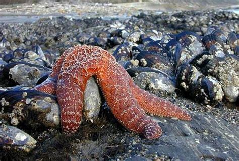 Intertidal Zone Starfish