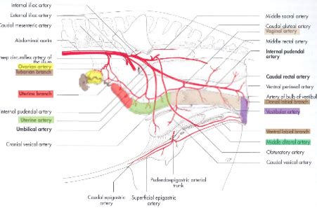 Gross Anatomy Ii Exam Ii Flashcards Quizlet