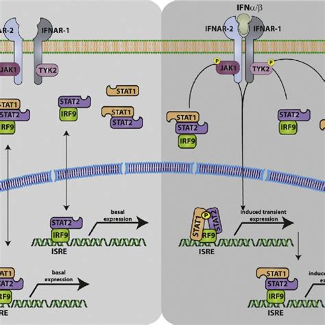 Stat2 In Isgf3 Formation And Regulation Of Constitutive And