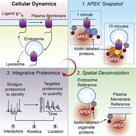 An Approach To Spatiotemporally Resolve Protein Interaction Networks In Living Cells Cell