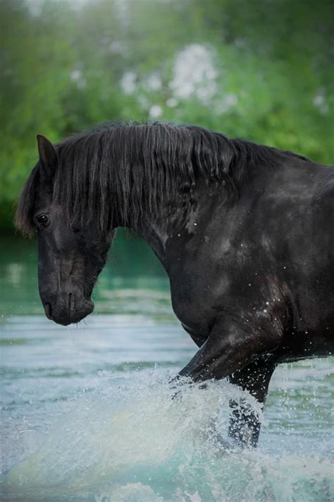 Beautiful horse pawing in the water. tickled-fancy | Horses, Beautiful ...