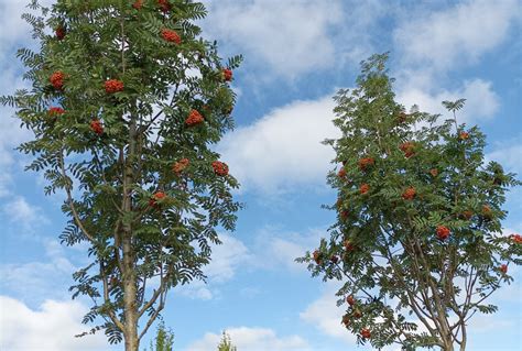 Udenhout Trees Sorbus Aucuparia Sheerwater Seedling