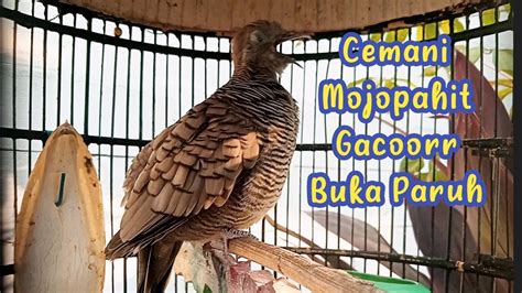 Live Kung Perkutut Cemani Mojopahit Gacor Manggung Youtube