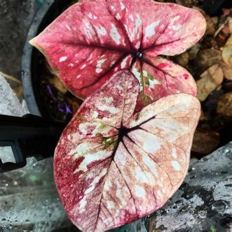 Umbi Caladium CLD107 Keladi Hias Hybrid Import Thailand Lazada