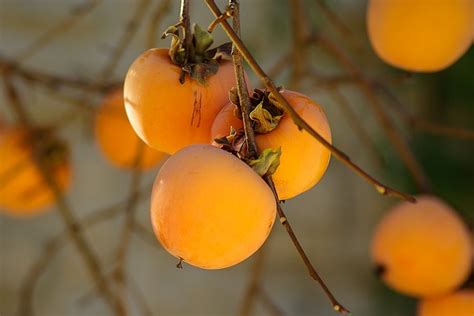 Growing Persimmons The Complete Guide To Plant Grow And Harvest Persimmon