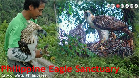 Wildlife to Witness: Philippine Eagle | Mesmerizing Mati