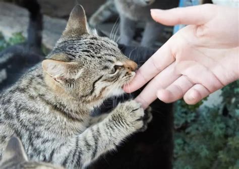 6 Cara Mendekati Kucing Liar Yang Galak Agar Dijadikan Hewan Peliharaan