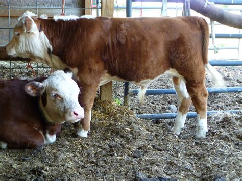 Middleground Miniature Herefords: Onxy, polled miniature Hereford bull ...