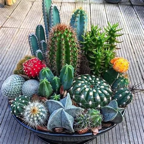 Suculentas Cactus Arrangement Cactus Decor Succulent Arrangements Cacti And Succulents Plant