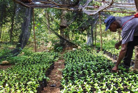 Haiti Coffee Overview Sweet Marias Coffee Library