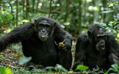 How To Book Chimpanzee Habituation Permits In Uganda