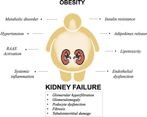 Frontiers Obesity Related Chronic Kidney Disease Principal